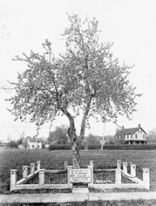 The Old Apple Tree, circa 1920