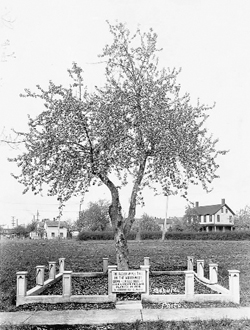 Old Apple Tree - Clark County: A history